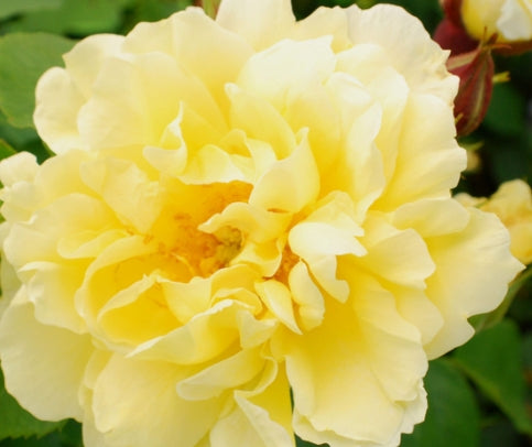 Rosa sb. 'Topaz Jewel' (yellow)