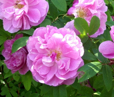 Rosa rugosa 'Therese Bugnet' (pink)