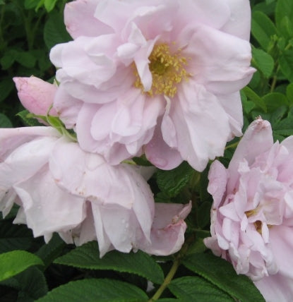 Rosa rugosa 'Snow Pavement' (white)