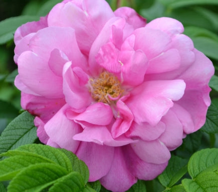 Rosa rugosa 'Pink Pavement' (pink)