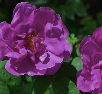 Rosa rugosa 'Purple Pavement' (purple/pink)