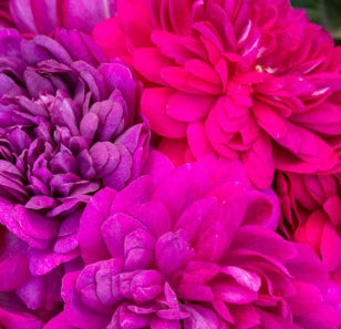 Rosa sb. 'Sultry Night™' (red-pink)