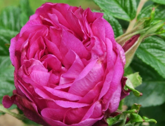 Rosa rugosa 'Moje Hammarberg' (magenta)