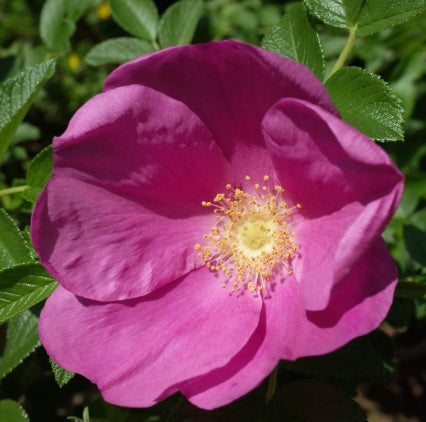 Rosa rugosa 'Hansa' (red/purple)