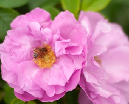 Rosa rugosa 'Dwarf Pavement' (pink)