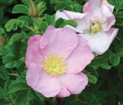 Rosa rugosa 'Frau Dagmar Hartop' (pink)
