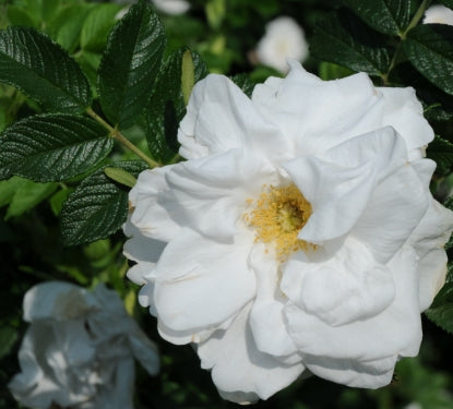 Rosa rugosa 'Blanc Double De Coubert' (white)