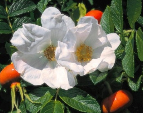 Rosa rugosa 'Alba' (white)