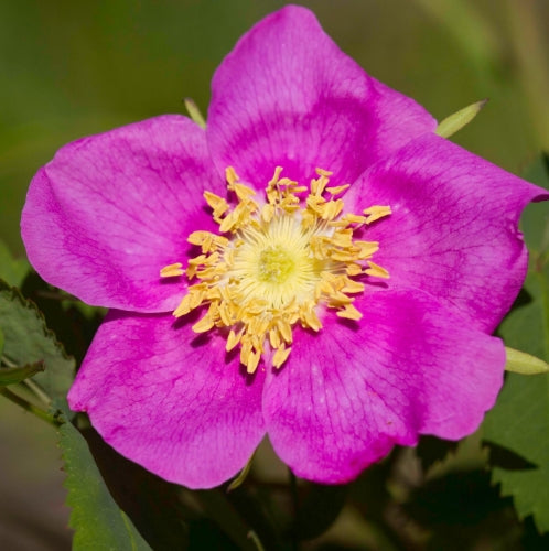 Rosa nutkana (pink)