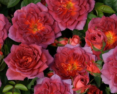 Rosa min. MIDNIGHT FIRE™ PPAF (purple)