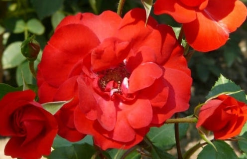 Rosa sb. 'Sevillana'®