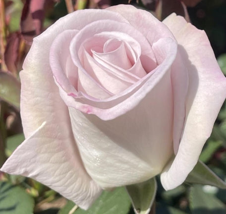 Rosa ht. World War II Memorial™ (white/pink)