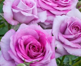 Rosa Life's Little Pleasures™ (lavender/pink)