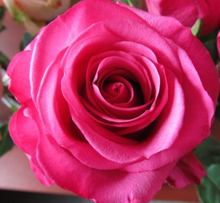 Rosa ht. STILETTO™ PP30207 (deep rose)