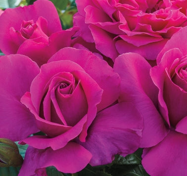 Rosa ht. PRETTY LADY™ PP28719 (dark pink) Tree Form