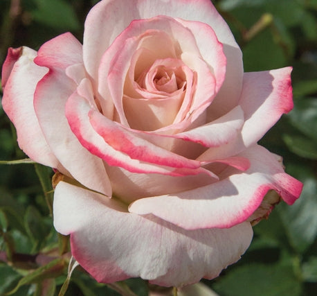Rosa ht. PINKERBELLE™ PP30812 (pink)