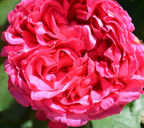 Rosa ht. Pink Traviata® PP16890 (pink)