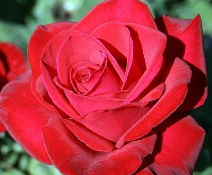 Rosa ht. Olympiad™ (red)