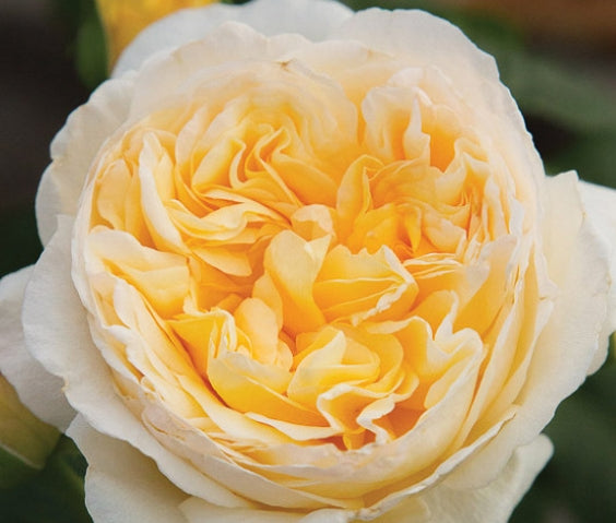 Rosa ht. MOONLIGHT ROMANTICA® PPAF (yellow)