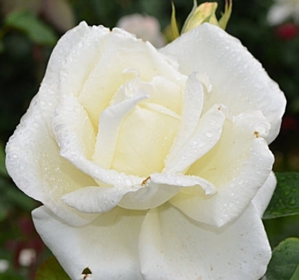Rosa ht. Honor™ (white)