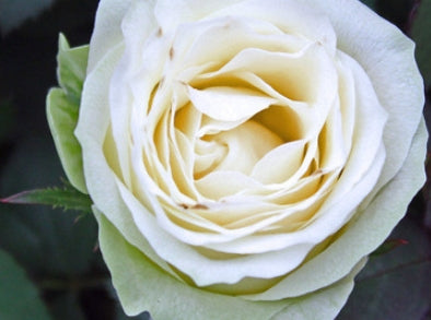 Rosa ht. KORDANA® Pearl™ PP19638 (white)