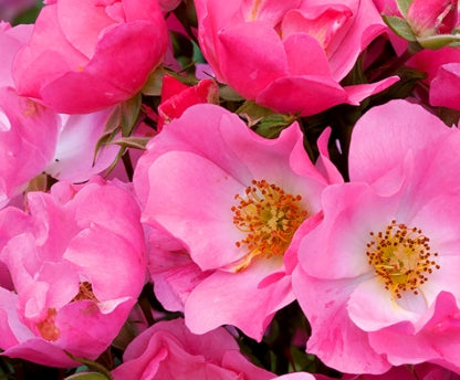 Rosa sb. 'Pink Snowflakes' (pink)