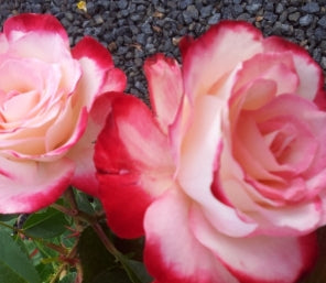 Rosa ht. Fire 'N' Ice™ (red)