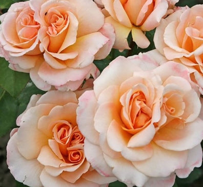 Rosa ht. ELEGANZA® OH HAPPY DAY™ PP29165 (apricot)