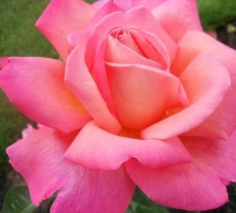 Rosa ht. Dee-Lish® (pink)