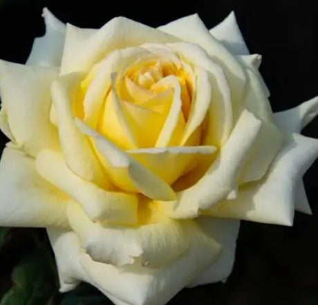 Rosa ht. CHANTILLY CREAM™ PPAF (cream)