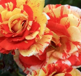 Rosa sb. 'Oranges 'n' Lemons' PP9191 (orange/yellow)