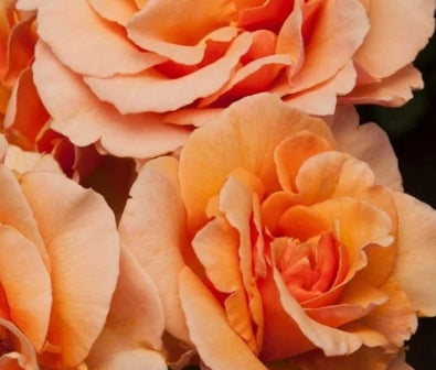 Rosa ht. Brandy™ (apricot)