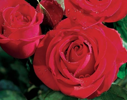 Rosa ht. 'Veterans' Honor' (red)