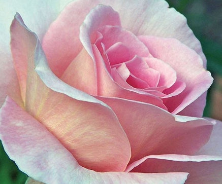 Rosa ht. 'Tiffany' (pink/yellow)