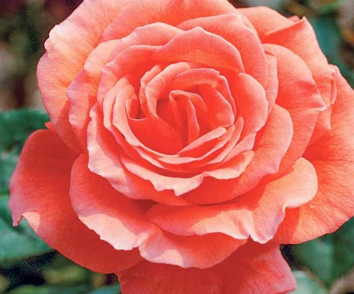 Rosa ht. 'Tropicana' (coral/orange)