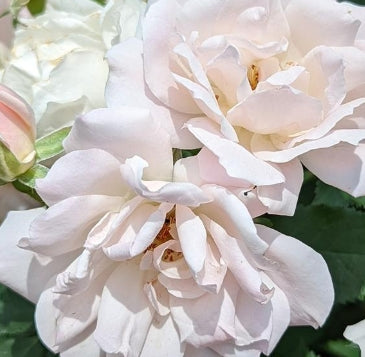Rosa sb. 'Icecap' ™ (white)