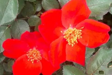 Rosa sb. 'Home Run'® PW PP18552 (red)