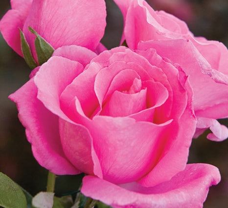 Rosa ht. 'The McCartney Rose' PP8391 (pink)