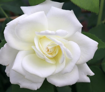 Rosa ht. 'Sugar Moon' ™ PPAF (white) 36" Tree Form