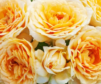 Rosa sb. 'Edith's Darling' ™ PPAF (apricot)