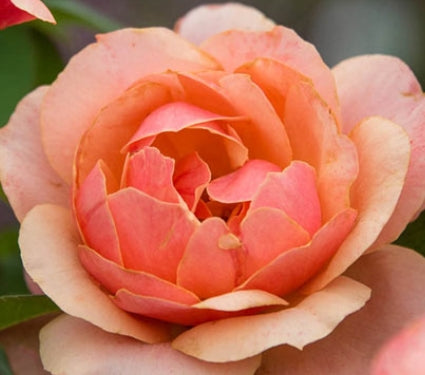 Rosa ht. 'State of Grace' (apricot)
