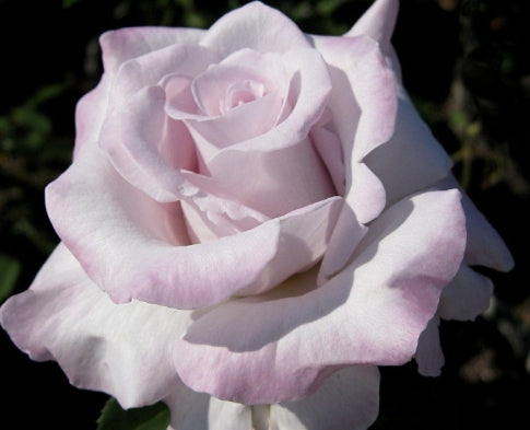 Rosa ht. 'Stainless Steel' ™ PP10188 (lavender)