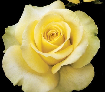 Rosa ht. 'St. Patrick' ™ PP9591 (yellow)