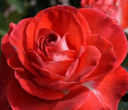 Rosa ht. 'Smokin' Hot' ™ (red)