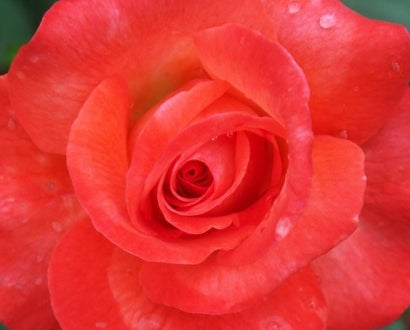 Rosa ht. 'Sedona' (orange red)