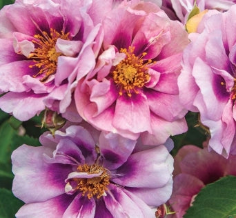 Rosa sb. 'Easy On The Eyes' (multi)