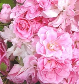 Rosa sb. 'China Doll' (pink)