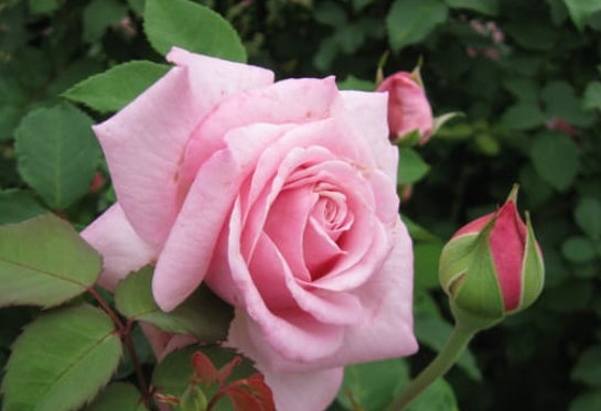 Rosa sb. 'Belinda's Dream' (pink)