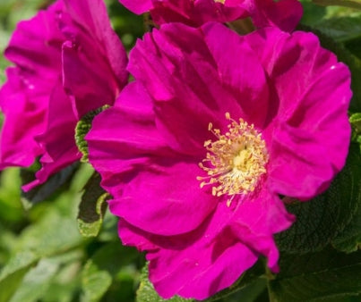 Rosa rugosa (pink)