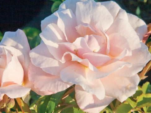 Rosa sb. 'Belinda's Blush' (pink)